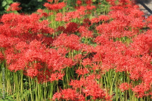 Obraz Cluster amaryllis(spider lily) blooming in the shrine,japan,kanagawa