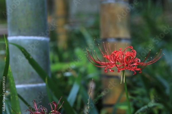 Obraz Cluster amaryllis(spider lily) blooming in the shrine,japan,kanagawa