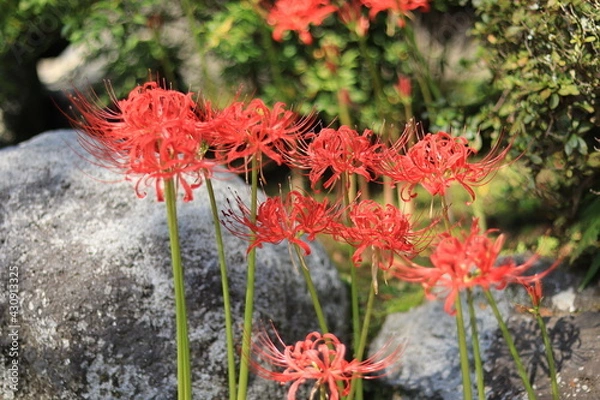 Obraz Cluster amaryllis(spider lily) blooming in the shrine,japan,kanagawa