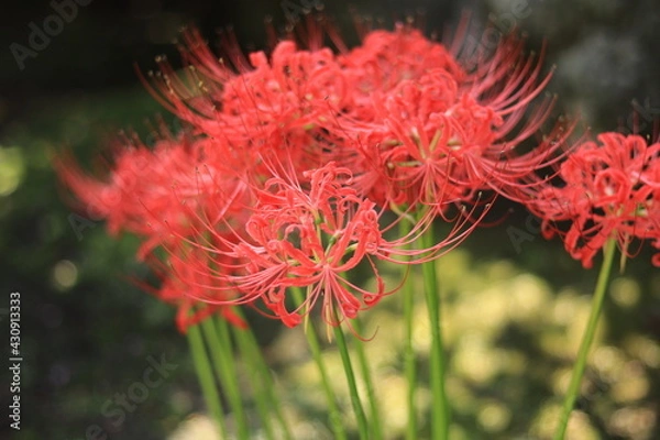 Obraz Cluster amaryllis(spider lily) blooming in the shrine,japan,kanagawa