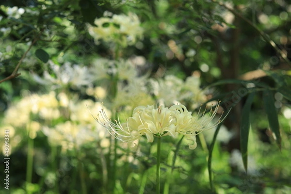 Obraz Cluster amaryllis(spider lily) blooming in the shrine,japan,kanagawa