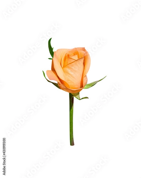Fototapeta One orange rose blossom with green stem and leaf isolated on white background , clipping path