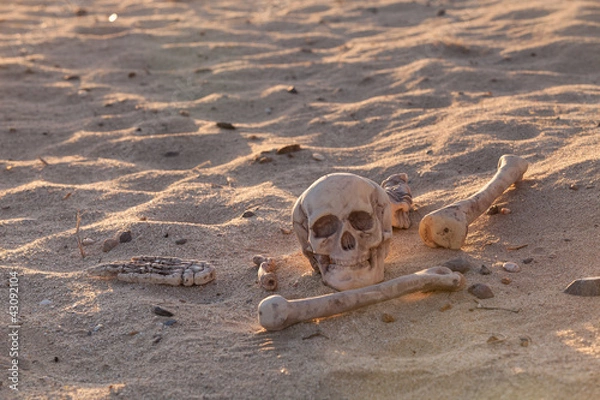 Fototapeta Skull and bones in morning desert