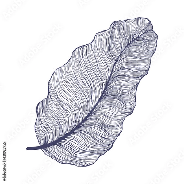 Obraz Single banana leaf illustration in linear style. Trendy minimalistic outline art of tropical palm leaf. Vector illustration of exotic plant isolated on white background.