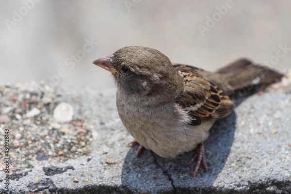 Obraz Młody wróbel.