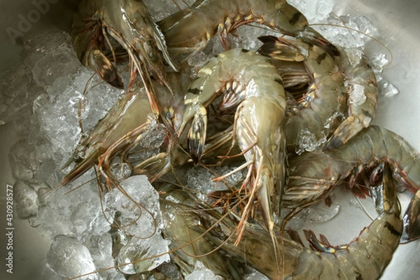 Obraz shrimps on ice