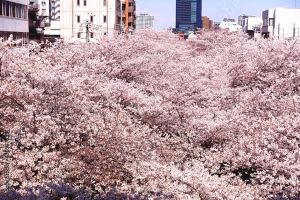 Obraz 日本の桜の名所　目黒川沿いに咲く満開の桜が川を覆い尽くす風景