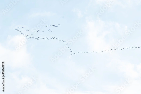 Obraz klucz odlatujących ptaków na niebie