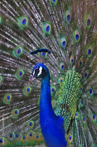 Obraz Peacock