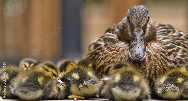 Obraz Momma Duck and Chicks
