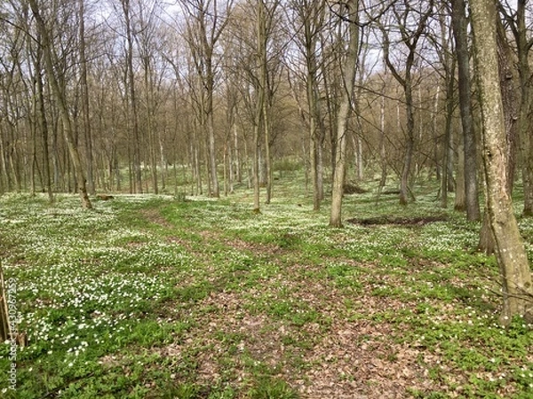 Obraz spring in the forest