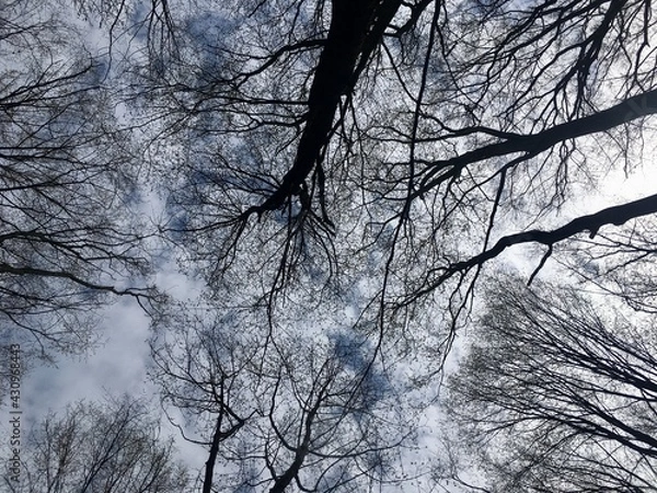 Obraz trees in the forest