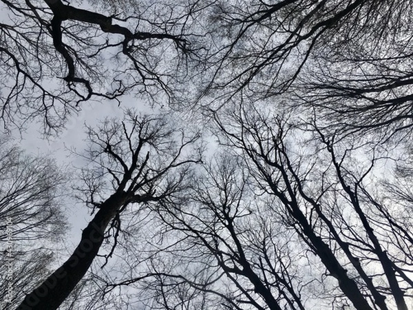 Obraz tree in the sky