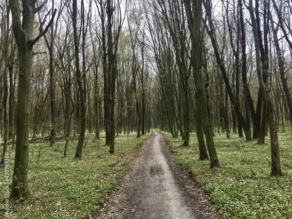 Obraz path in the forest
