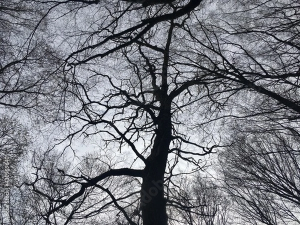 Obraz tree in winter