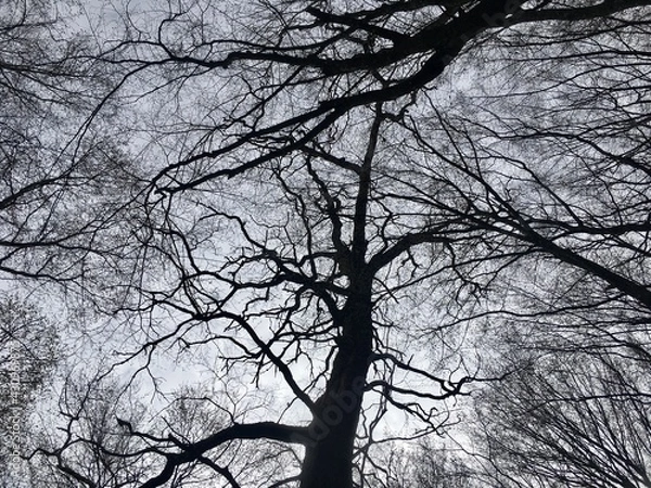 Obraz tree in winter