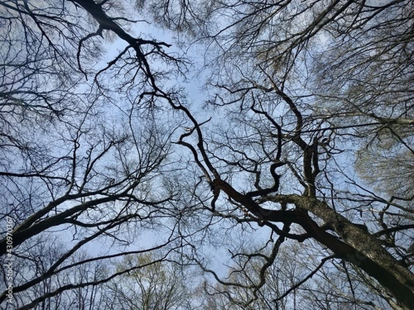 Obraz tree branches against blue sky
