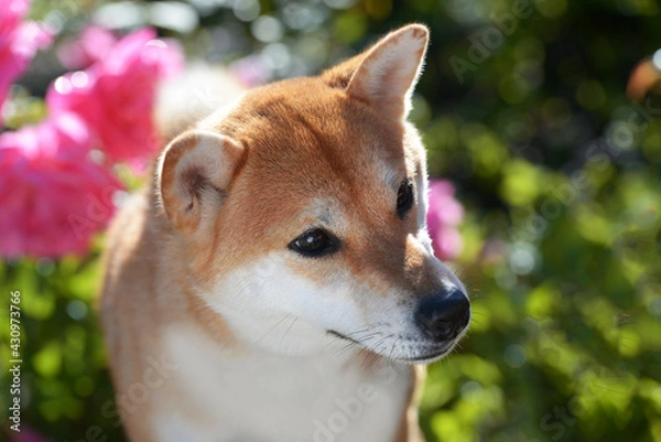 Fototapeta Portrait of a female dog of the Siba Inu breed 
Beautiful red dog sits in blooming flowers