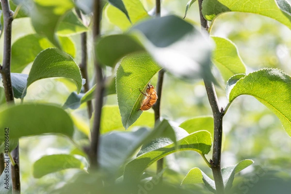 Obraz 葉陰のセミの殻 Cicade shell on a Leaf