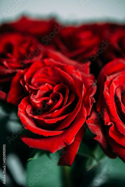 Fototapeta luxurious bouquet of large red roses close-up. low key photography, noir