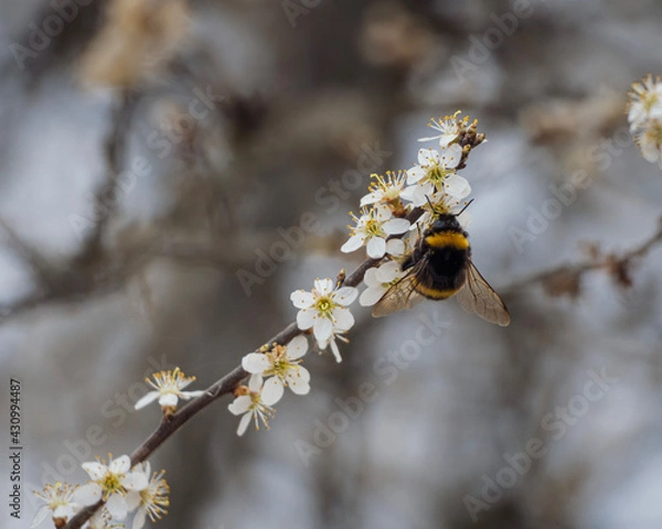 Obraz bumblebee on a branch