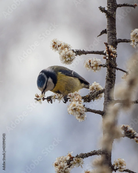 Obraz blue tit on a branch