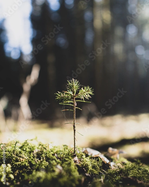 Obraz tree in the forest