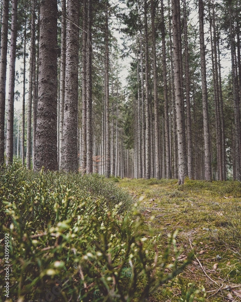 Obraz forest in spring
