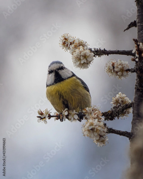 Obraz blue tit in the spring