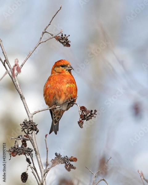 Fototapeta Red Crossbill