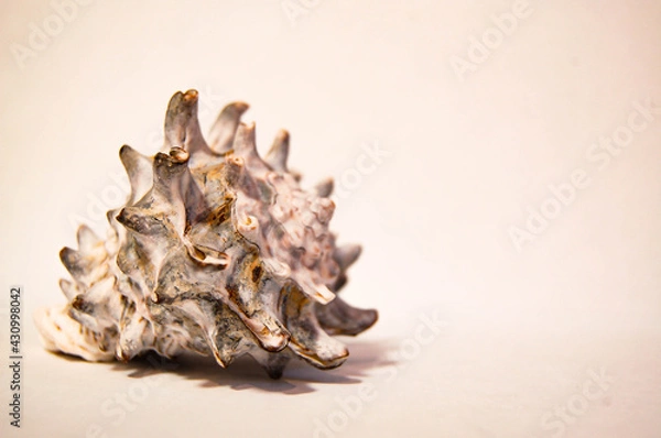 Fototapeta shell on the beach