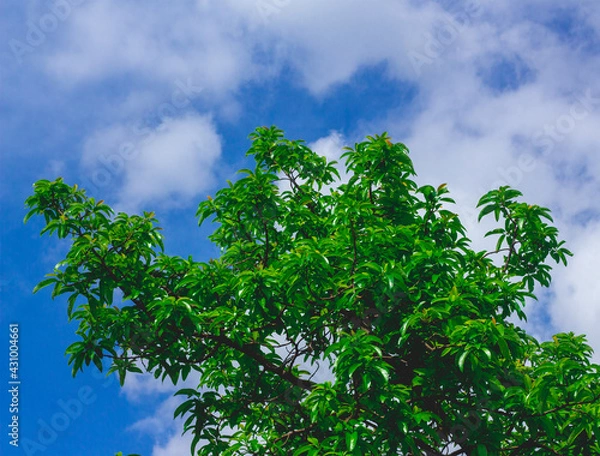Fototapeta a very shady avocado tree with a beautiful sky backdrop