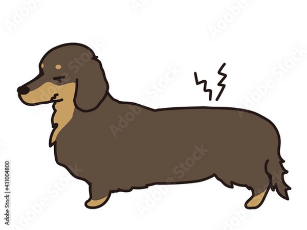 Obraz 椎間板ヘルニア　痛がる犬　ダックスフンド