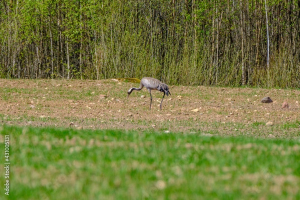 Fototapeta Grus grus (common crane) feeding in the field and gathering branches