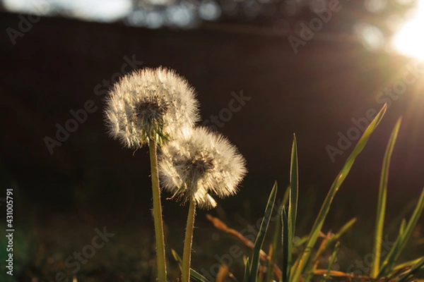 Obraz Dandelions in the Grass