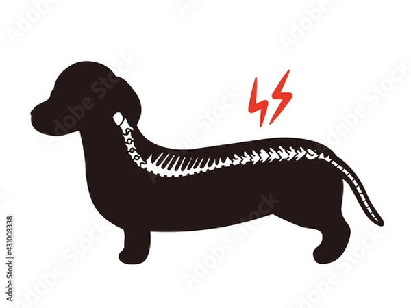 Obraz 犬のシルエット　椎間板ヘルニア　ダックスフンド