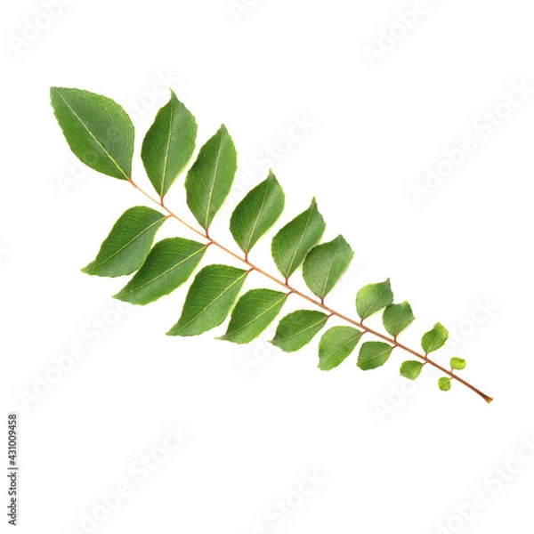 Fototapeta curry leaf fresh top view on white background