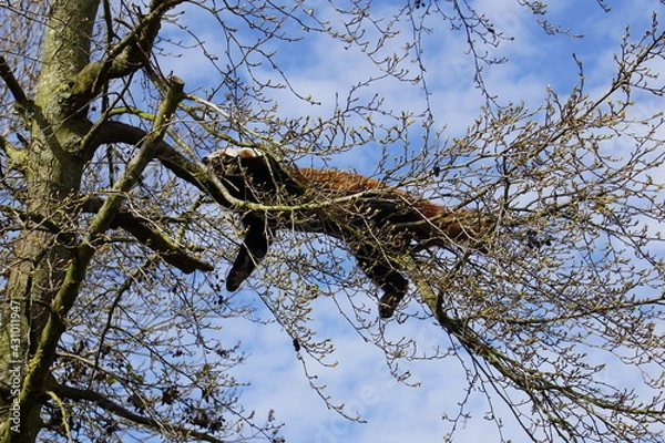 Obraz Red panda sleeping on a tree