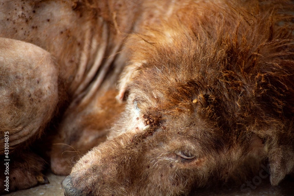 Fototapeta The disease is a Thai brown dog. He had a thin body, malnourished and sick, and his body was full of ticks and fleas.