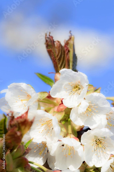 Fototapeta white Cherry blossoms in springtime 
