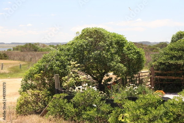 Obraz Typical vegetation on the Uruguayan coast
