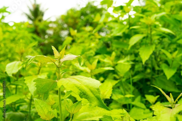 Fototapeta Siam weed is a herbaceous plant. Relieve symptoms of exhaustion Helps to nourish the heart, relieve blurred eyes, relieve thirst, help cure fever.