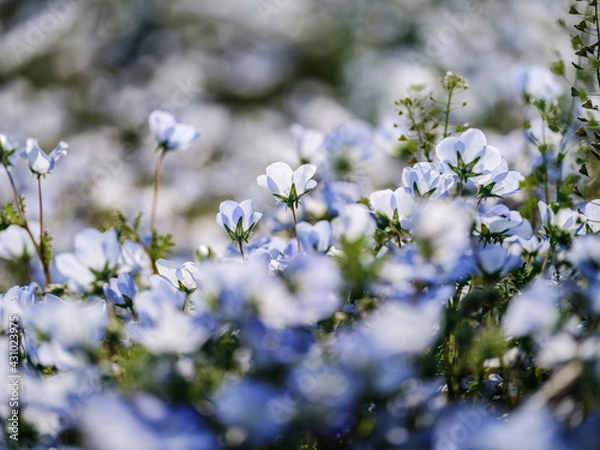 Fototapeta ネモフィラ
