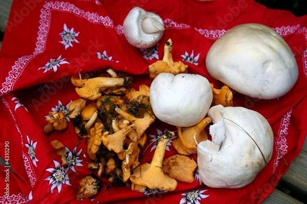 Obraz raccolto di funghi