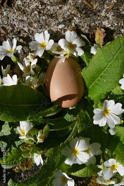 Obraz Oeuf de printemps
