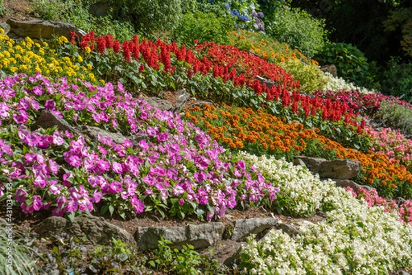 Fototapeta field of tulips
