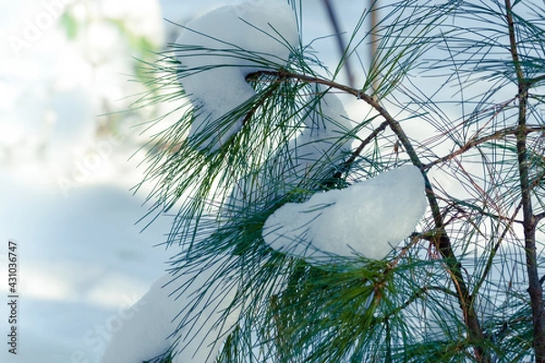 Obraz Snow covered Eastern White Pine tree in Michigan.