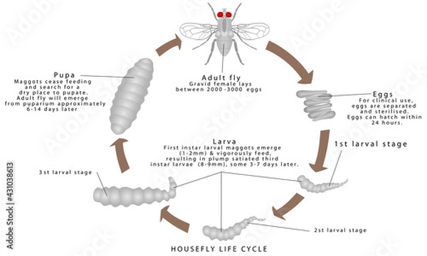 Fototapeta Housefly Life Cycle. Life circle of a housefly. House Fly Life Cycle Time on a white background.