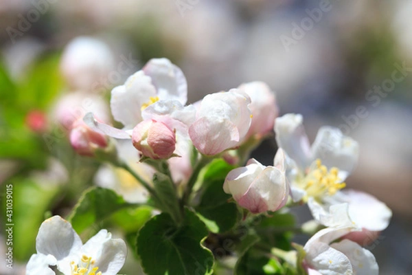 Fototapeta Apple blossoms over blurred nature background. Spring flowers. Spring Background.