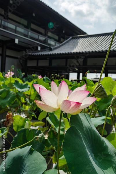 Fototapeta 中山寺の境内に咲く蓮の花